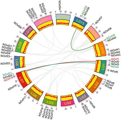 Genome-wide survey and expression analysis of Dof transcription factor family in sweetpotato shed light on their promising functions in stress tolerance